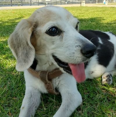 EvDGOXQ7sYZGJXe's profile picture. 元動物実験用犬だったあき🐶癲癇や免疫介在性溶血性貧血と病気が続きましたが、15歳まで頑張ってママと一緒にいてくれました🤗お散歩が大好きだったので、毎朝お空のあきと出かけています。モモ🍑は長男夫婦のワンコ。孫が犬アレルギーを発症してしまい「チームモモ」と称して親戚同士交互に預かっています。よろしくお願いします🙇