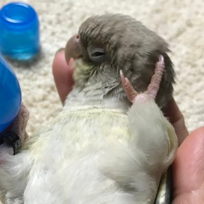 ⁽⁽ ◟(灬 ˊωˋ 灬)◞ ⁾⁾ ウロコインコの、のどかちゃん(2021.04.03生まれ。性別不明)と暮らしています♡ NO BIRD, NO LIFE♡