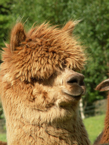 CountyAlpacas's profile picture. Alpaca & Llama farmer and all things alpaca retailer.
