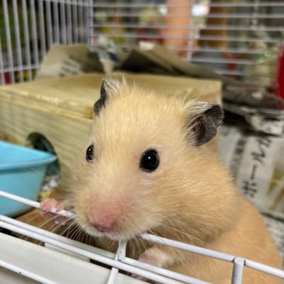 ハムスター2匹🐹とキンカチョウ2羽𓅫⸒⸒錦鯉、金魚、メダカを飼ってます。 一徹さん推しです😍植物を育てるのが大好きです