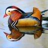 QuackQuack888's profile picture. 