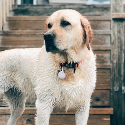 tibettoad's profile picture. 