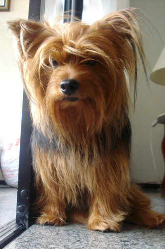 For all those Yorkie fans out there! Get your daily tips, photos, and more - all about Yorkshire Terriers!
