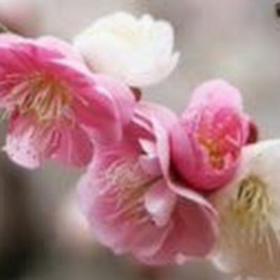 ranran52154331's profile picture. 