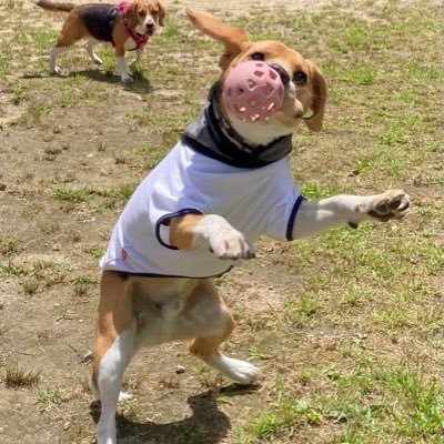 ビーグルにメロメロメロリンコ😍ビーグル愛が止まらない❤️飼い主はボディメンテの店やっとります✨（もみほぐし、足つぼ、セルフホワイトニング、セルフボディメンテ）看板犬のビグ #看板犬🐶（2018/9/1日生まれの男の子）#びーぐる #ビーグル #beagle