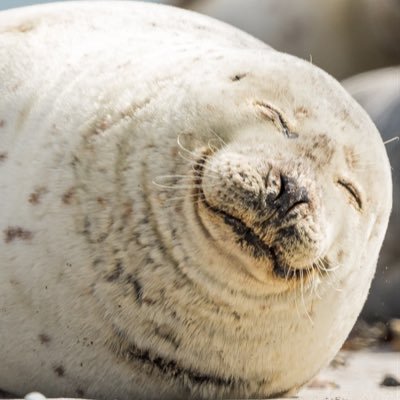 spottedseal82 Profile Picture