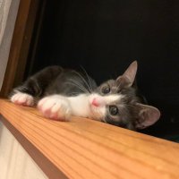 島根の保護猫🐈えんちゃんとてんちゃん (@imjwcrslb9ftjxx) 's Twitter Profile