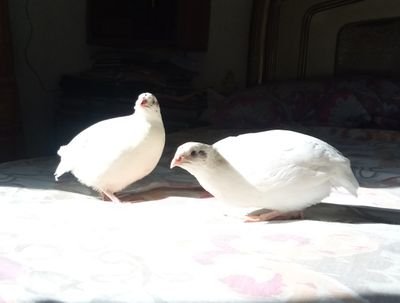 SR10539996's profile picture. 