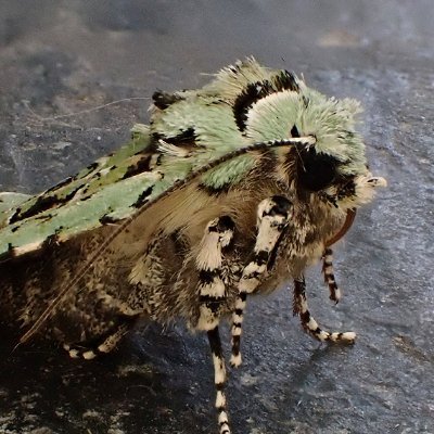 Trapping and recording moths from a Shropshire garden.

VC40