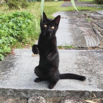 okizaricats's profile picture. 引っ越しにより置き去りにされてしまった猫達の里親さんを探しています。成猫5匹、子猫3匹に安心して暮らせるお家を見つけてあげたいと思っています。お問い合わせはDMにお願いします。中の人はイラストレーターのZacchino! @miho_nozakiと代官山のギャラリーmayabellのオーナー@mayabell517