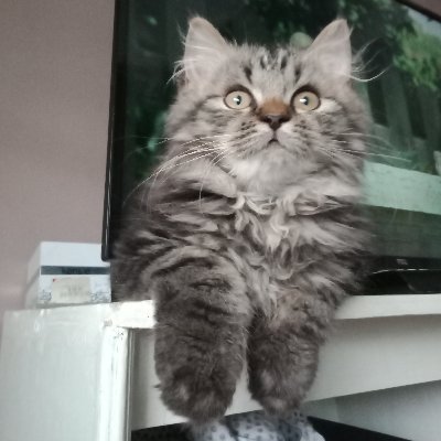 TipsExtramoney's profile picture. Born and raised in the Republic Island of the 🇵🇭 loves kitties,  bitch! ow beach! travelling, cooking, food, jumping ropes.😒