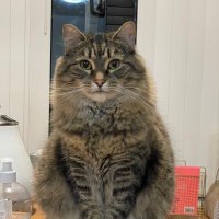 PlutoKitty (@kitty_pluto) 's Twitter Profile