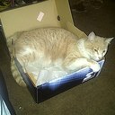 Judy Flaherty - @kringlies - Twitter