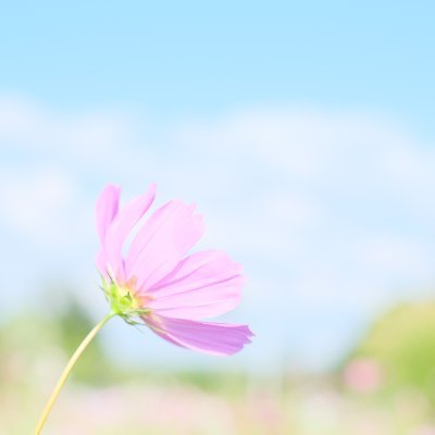 写真/旅行/観劇/カフェ巡り/JO1🌺
ふんわりとした風景写真を撮っています