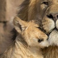 Aks🐣 (@ponfilipanda) Twitter profile photo