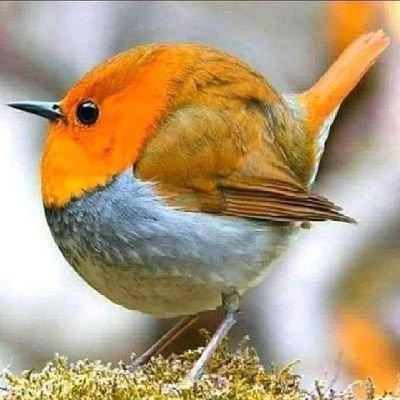 AshishV79703434's profile picture. .