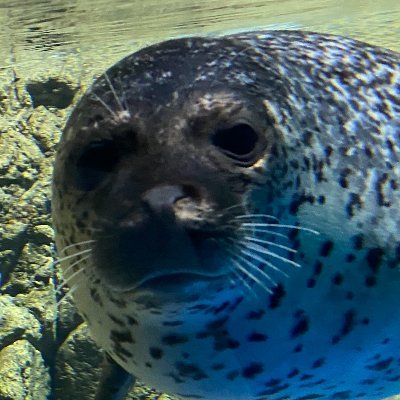 動物たちと #日本の水族館紹介 をするYouTube ch宣伝アカウントです
(Japanese #aquarium promotional account)

気に入ってもらえたらチャンネル登録してくれると嬉しいです😆
#水族館 #動物園 #JP_Aquarium #jpアクア #アザラシ #seal 🦭