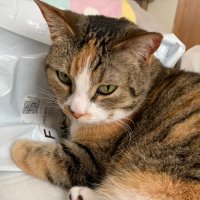 jupiter (@jupitergoob) 's Twitter Profile