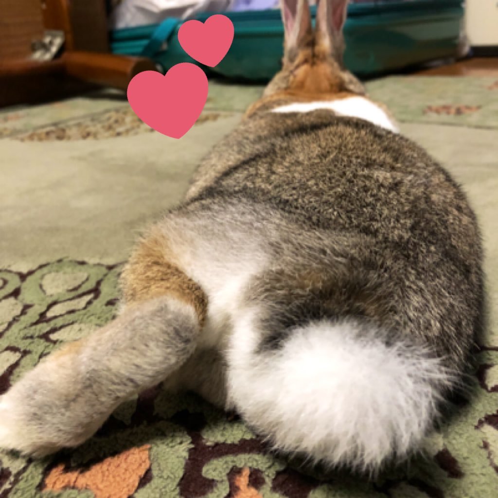 のんびり気ままにつぶやいてます❀.(*´▽`*)❀.愛しくてたまらないもの。もふもふなかわいいあのこ(/(。•ㅅ•。)\)♡。なかよし3人組。