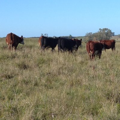 Grupo de Ecología del Pastoreo / Grazing Ecology Group
Facultad de Agronomía-UdelaR.  

Hacemos Investigación+Enseñanza+Extensión.