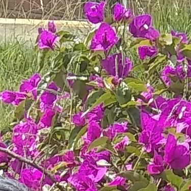 monicap88696675's profile picture. 