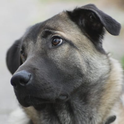 Ich bin eine verhaltenskreative Owtscharka-Labrador Mix und lebe mit einem bunten Tier Rudel und meinen zwei Menschen zusammen auf dem Land. #NoAFD, #FckNZS