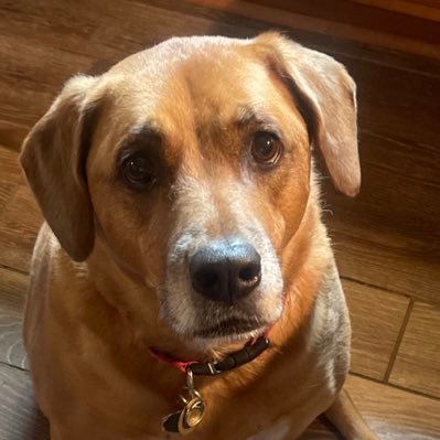 Rolf93619487's profile picture. Native Floridian🇺🇸🏳️‍🌈,red-pilled @ birth,♥️the USA, Politically Center-Right, I 👁 thru all lefts’ BS, Anglican, Viking/Celtic heritage. Gemini♊️ 💈💇🏼‍♂️