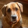 Rolf93619487's profile picture. Native Floridian🇺🇸🏳️‍🌈,red-pilled @ birth,♥️the USA, Politically Center-Right, I 👁 thru all lefts’ BS, Anglican, Viking/Celtic heritage. Gemini♊️ 💈💇🏼‍♂️