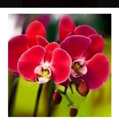 William55413356's profile picture. 