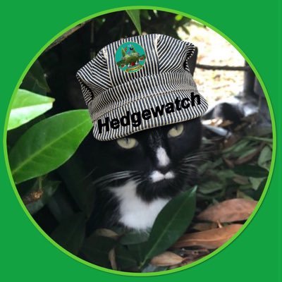 Bit cheeky, fussy foodie, box sitter, love a snooze. As a cat, I don’t do politics. #CatsOfTwitter #Hedgewatch #TuxieGang - Threads: mattsapsfordmusic