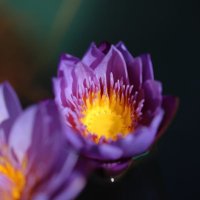 Ryo (@niche_flower) Twitter profile photo