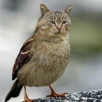 鳥(@tri0142) 's Twitter Profile Photo