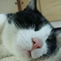 😺にゃんたろさん (@8warenyantaro) 's Twitter Profile