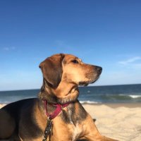 David Cross (@cross_examine) 's Twitter Profile