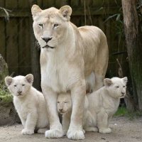 💞 Sylfeline 44 💞 (@sylfeline44) 's Twitter Profile