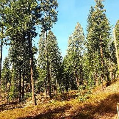 myshyl3's profile picture. 