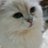 銀狐いにゃんなのアイコン