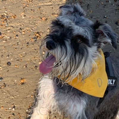 besties are @onewomantwodogs and @millicentmarcy @osc_schnauzer14 and @Amsterdamnurse 🇬🇧🏳️‍🌈 🇺🇦 @uklabour member :)