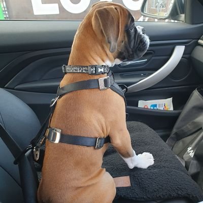 DoofusTheBoxer Profile Picture