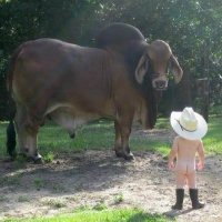 Off Grid Stoves & More/ Tornado Alley Homesteaders (@offstoves) 's Twitter Profile