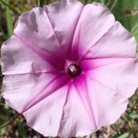 MrsJonesMT (@mrsjonesmt50) 's Twitter Profile