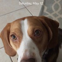 Diane Seppala (@dianeseppala) 's Twitter Profile