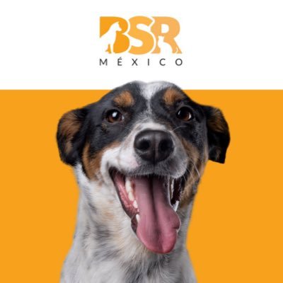 Colectivo dedicado a fomentar el bienestar animal a través de campañas masivas de esterilización y vacunación gratuitas. 🐕🐈