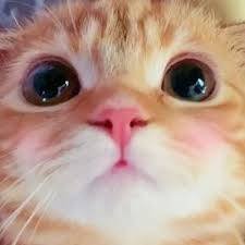 miyu_happycats's profile picture. 🌸猫😺と神社仏閣と格闘技が好き🌸無言フォローご容赦ください🌸箱から個人推しへ🌸
#日本保守党🌸https://t.co/TXULdVUz9u🌸