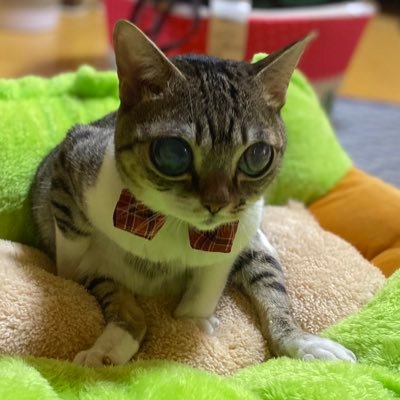 下半身不随の猫🐱チビタ（女の子）を家族に迎えて8年が過ぎました…眼もよく見えていませんが毎日を一生懸命頑張って生きています❣️そんな我が子の日常を呟いています😽無言フォロー失礼します😽もちろん無言フォロー大歓迎です♪