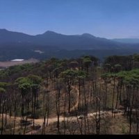 ANP Monte Alto (@comiteanp) 's Twitter Profile