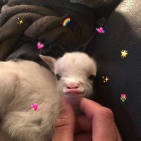 bbniiwannabebetter(rest) (@bbnii_nicha) 's Twitter Profile