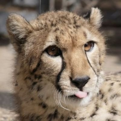 cattospeed's profile picture. Funny cheetah who draws sometimes