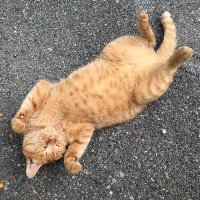 REN No17 (@no17_ren) 's Twitter Profile Photo