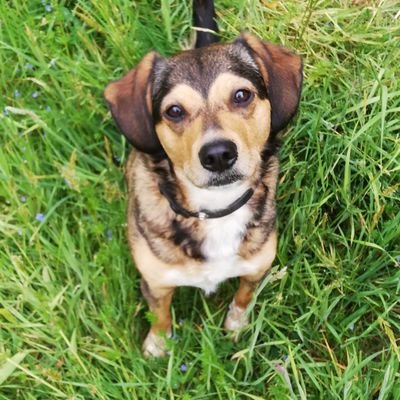 Meine Menschen bezeichnen mich gerne als kuschelbedürftige & hungrige Mischung aus Hund, Kaninchen und Reh. Ob das wohl am Gras-Essen & Herumspringen liegt? 🐕